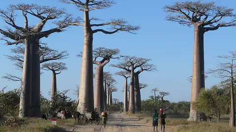 Avenida de los Baobabs Avenida de los Baobabs