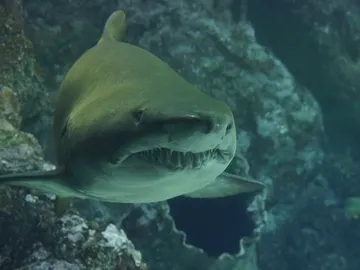 Imagen ilustrativa de un tiburón Imagen ilustrativa de un tiburón