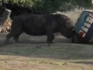 Un rinoceronte furioso vuelca un coche en un parque safari de Alemania Un rinoceronte furioso vuelca un coche en un parque safari de Alemania