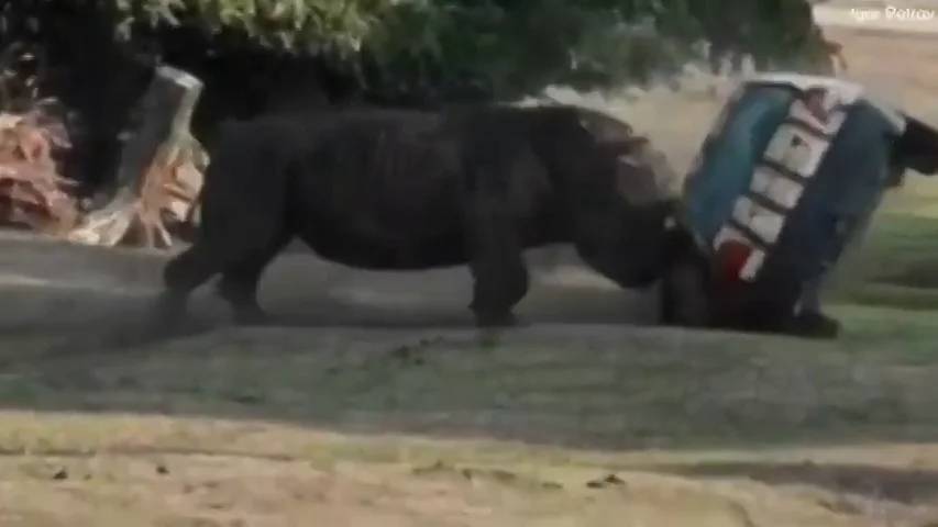 Un rinoceronte furioso vuelca un coche en un parque safari de Alemania Un rinoceronte furioso vuelca un coche en un parque safari de Alemania