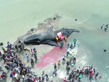 Ballena varada en una playa de Bahía, en Brasil Ballena varada en una playa de Bahía, en Brasil