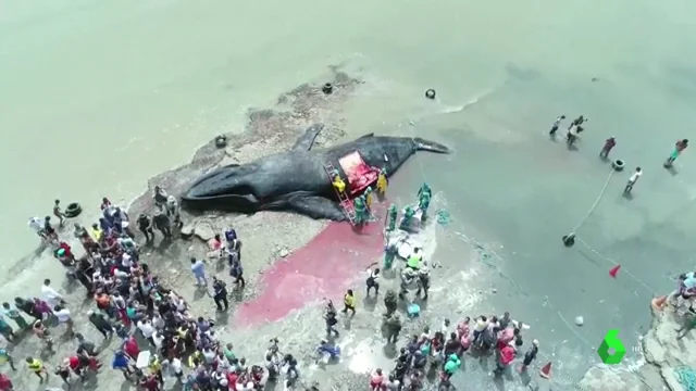 Ballena varada en una playa de Bahía, en Brasil.