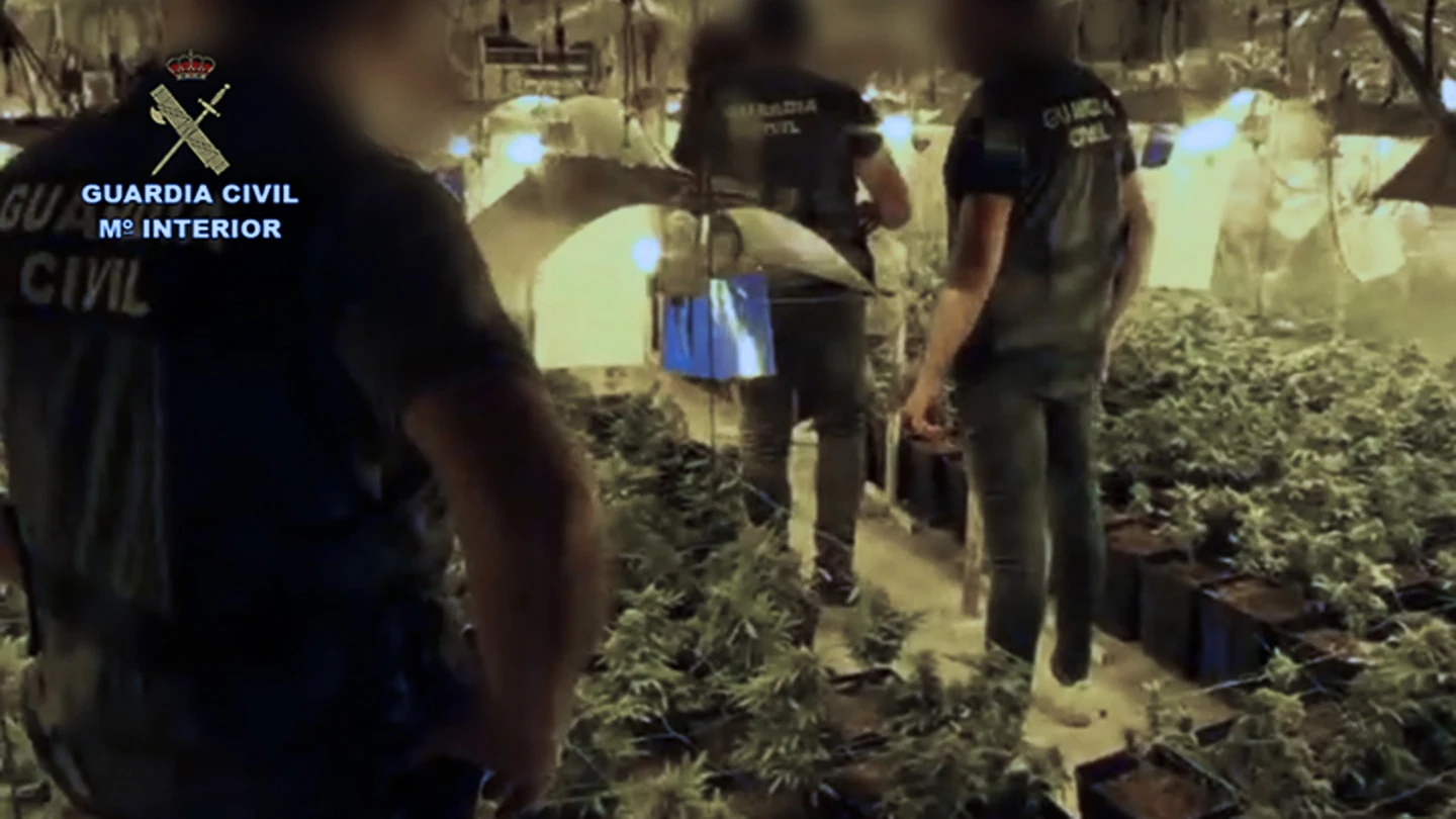 Plantación de marihuana incautada por la Guardia Civil Plantación de marihuana incautada por la Guardia Civil.