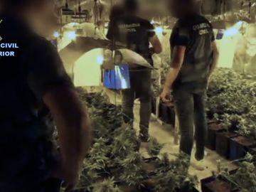 Plantación de marihuana incautada por la Guardia Civil Plantación de marihuana incautada por la Guardia Civil