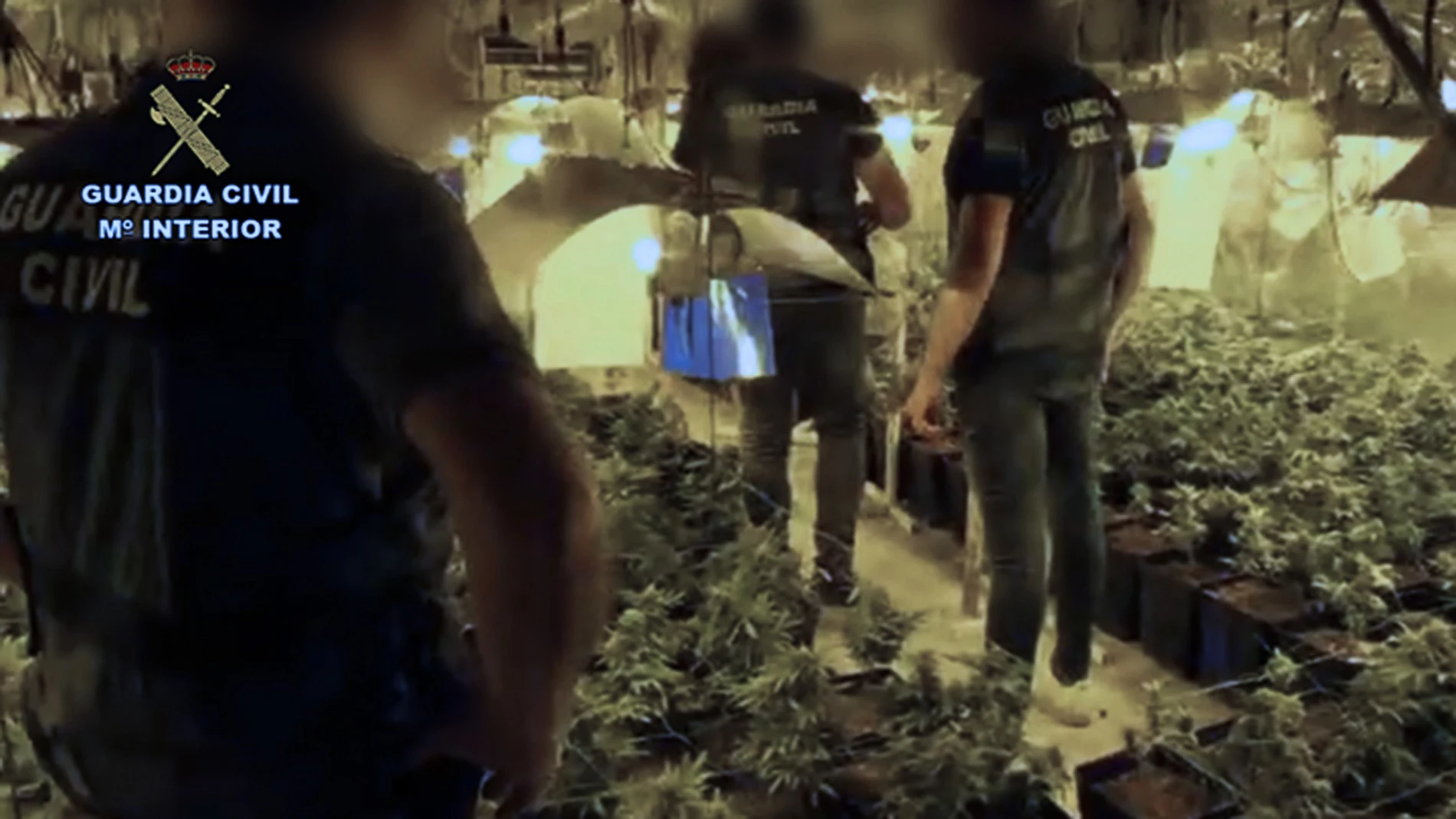 Plantación de marihuana incautada por la Guardia Civil