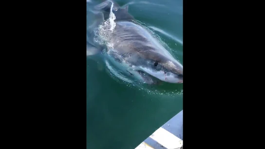 Un tiburón trata de morder una embarcación Un tiburón trata de morder una embarcación