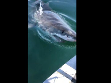 Un tiburón trata de morder una embarcación