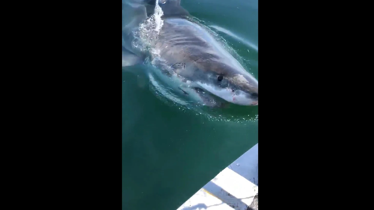 Un tiburón trata de morder una embarcación