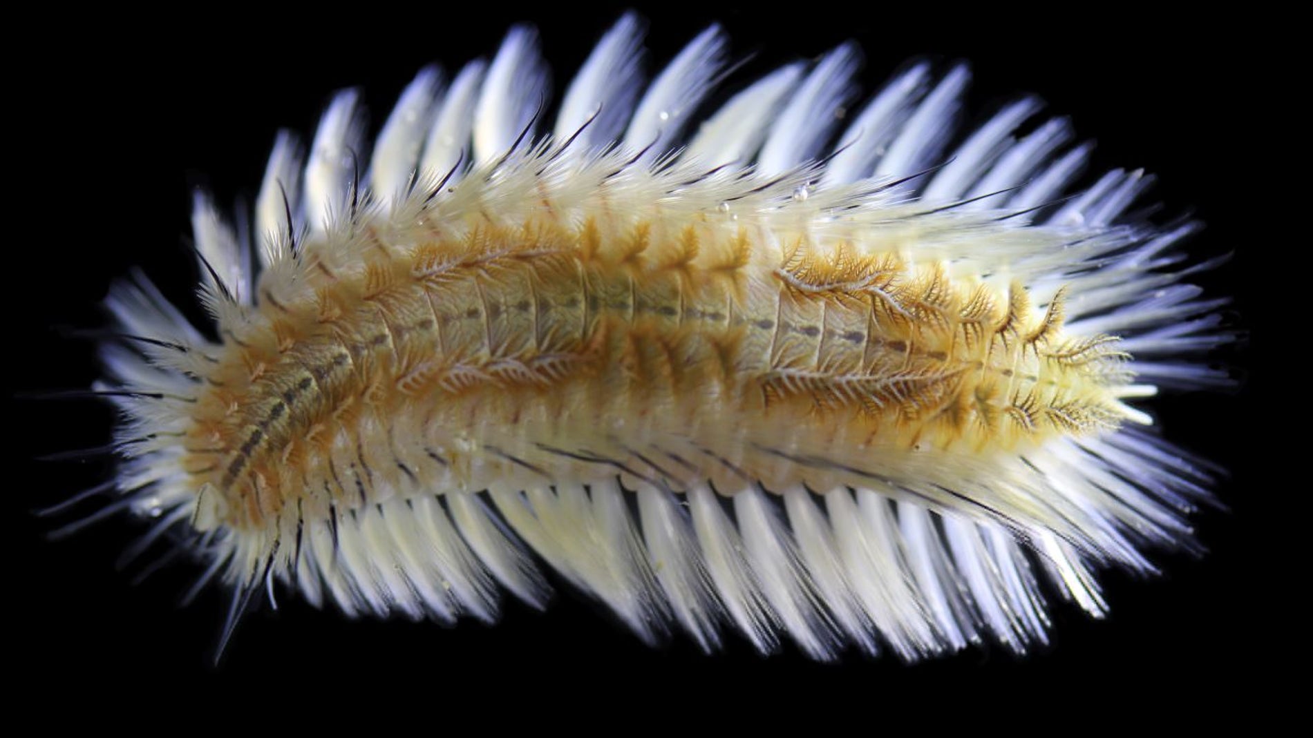 Chloeia bimaculata es la nueva especie de gusano de fuego