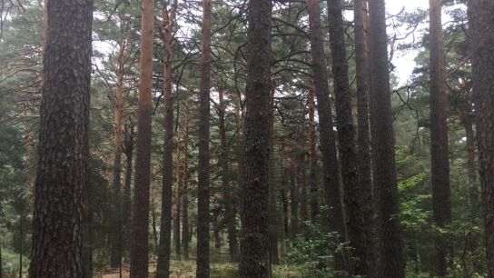 Alrededores del aparcamiento, entre Cercedilla y Fuenfría, donde se ha encontrado el coche 