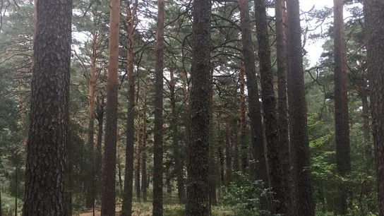 Alrededores del aparcamiento, entre Cercedilla y Fuenfría, donde se ha encontrado el coche Alrededores del aparcamiento, entre Cercedilla y Fuenfría, donde se ha encontrado el coche