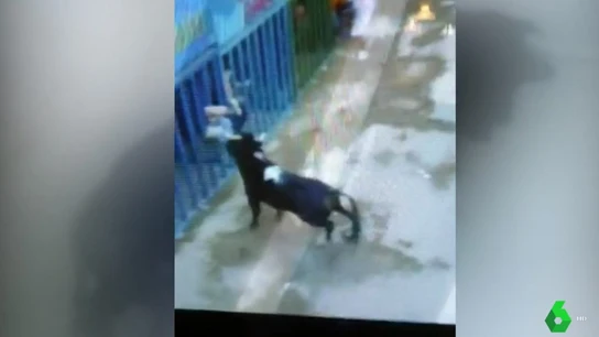 Imagen de la cogida mortal a un hombre en Castellón Imagen de la cogida mortal a un hombre en Castellón