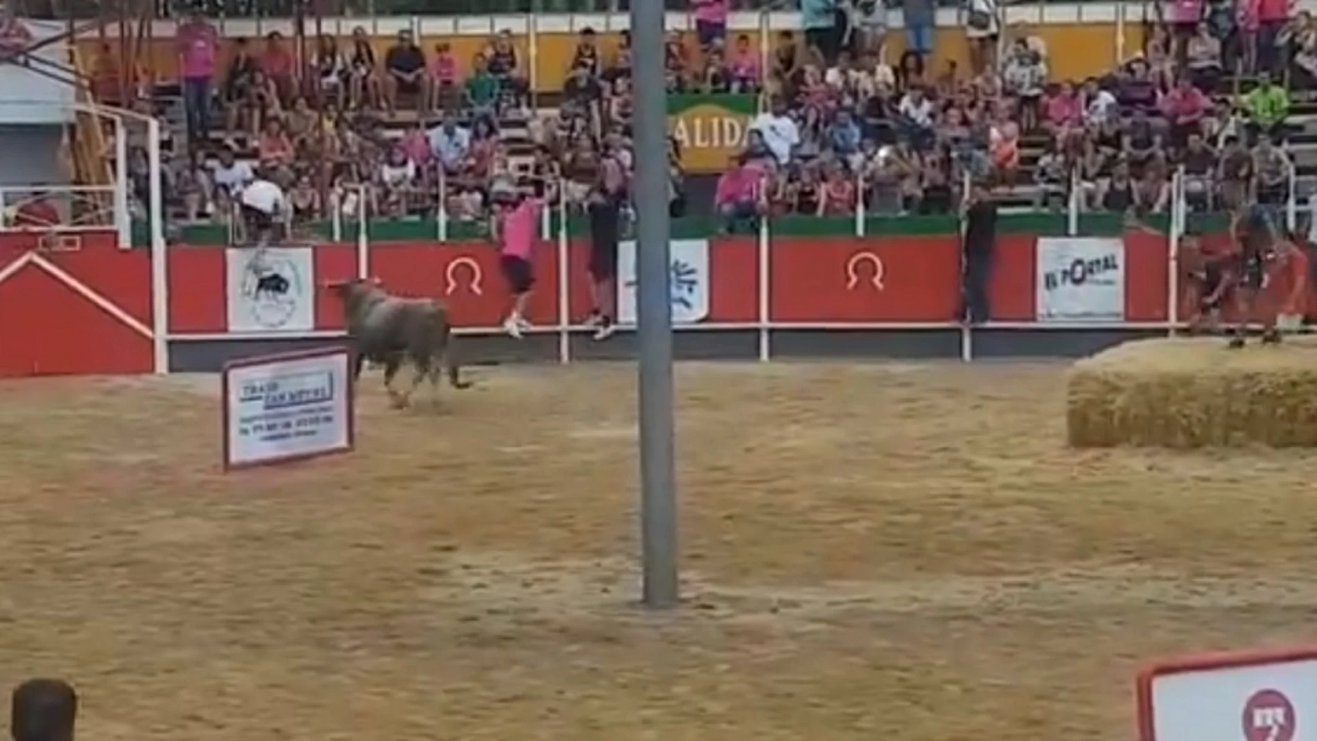 Imagen del toro que se ha escapado de la plaza en Girona y ha herido a 17 personas