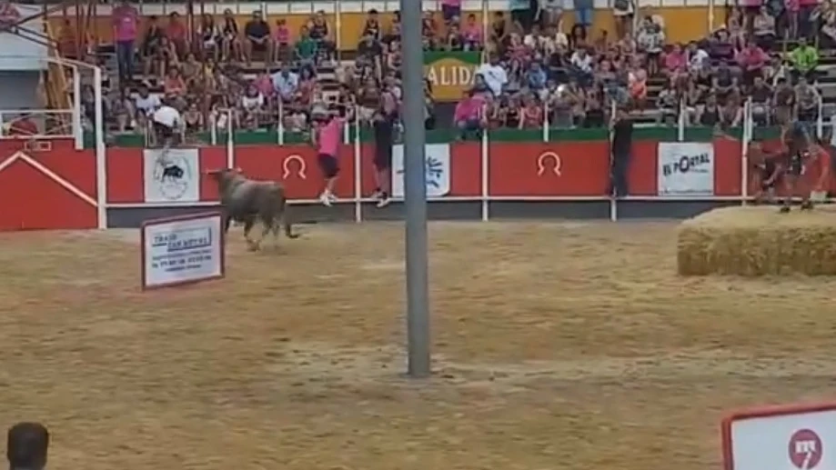 Imagen del toro que se ha escapado de la plaza en Girona y ha herido a 17 personas