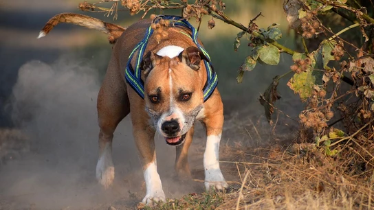 Perro American Staffordshire  Perro American Staffordshire.