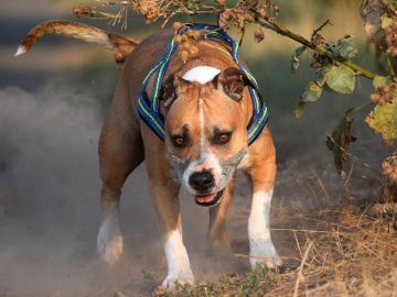 Perro American Staffordshire Perro American Staffordshire