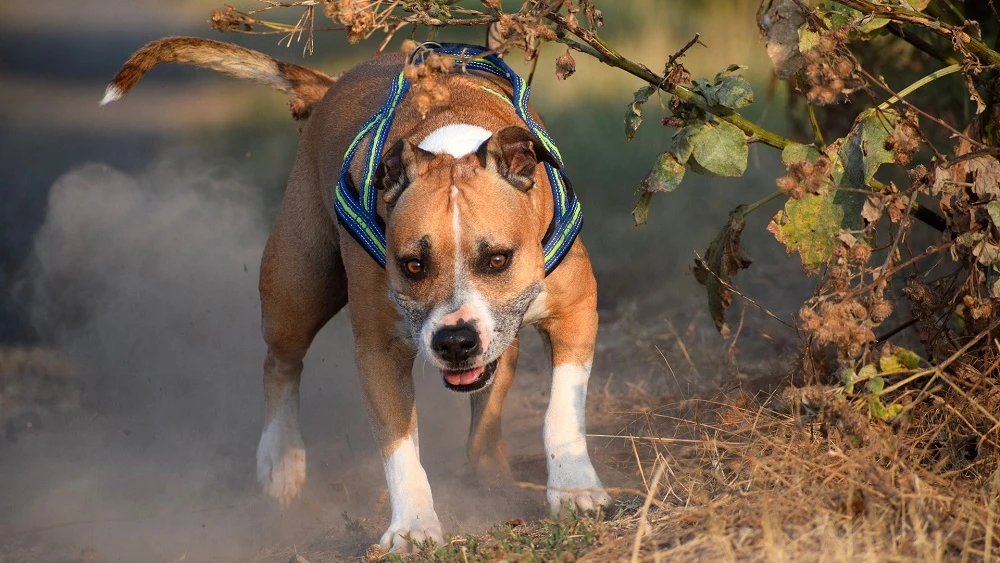 Perro American Staffordshire.