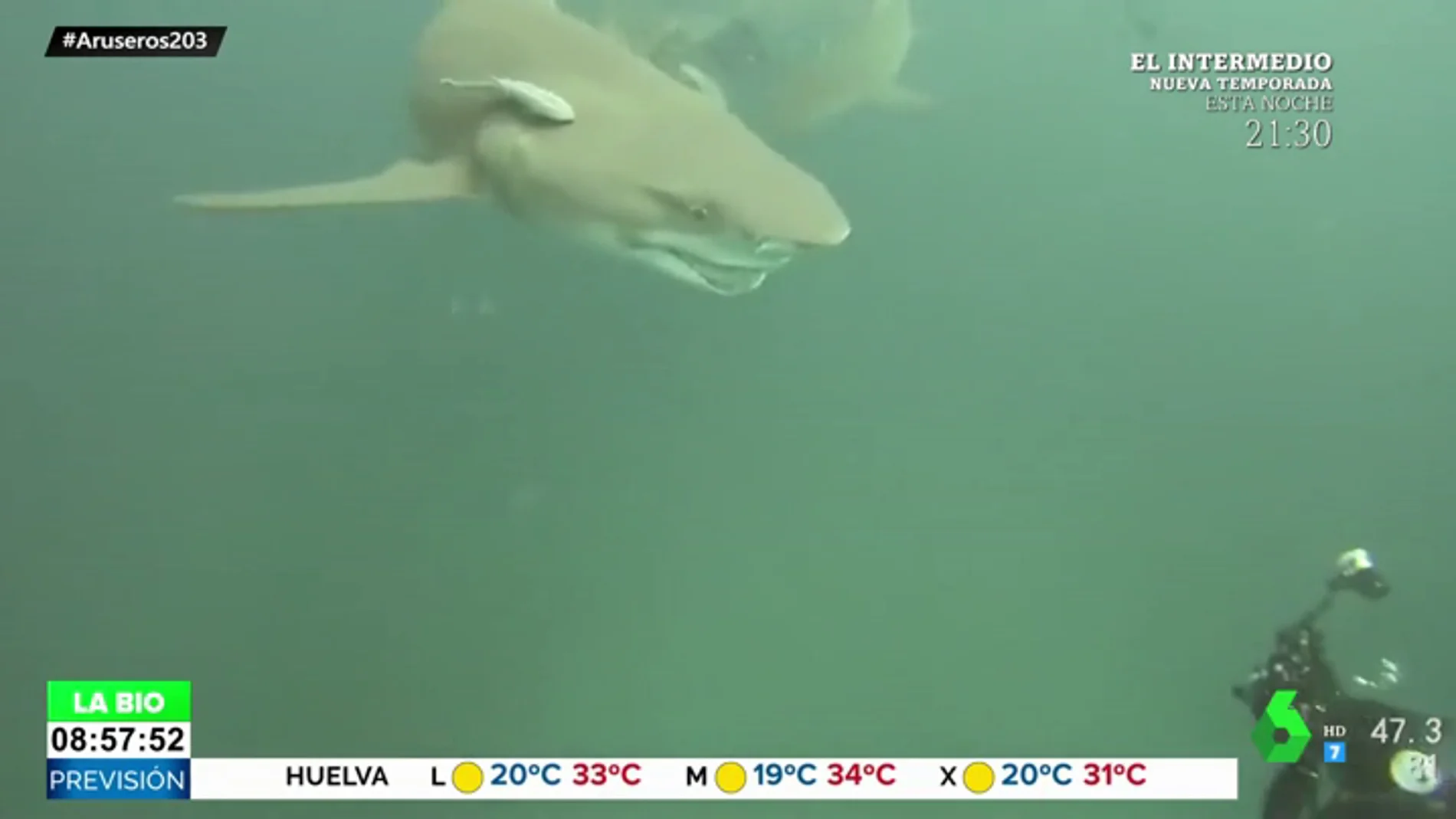 sonrisa tiburon