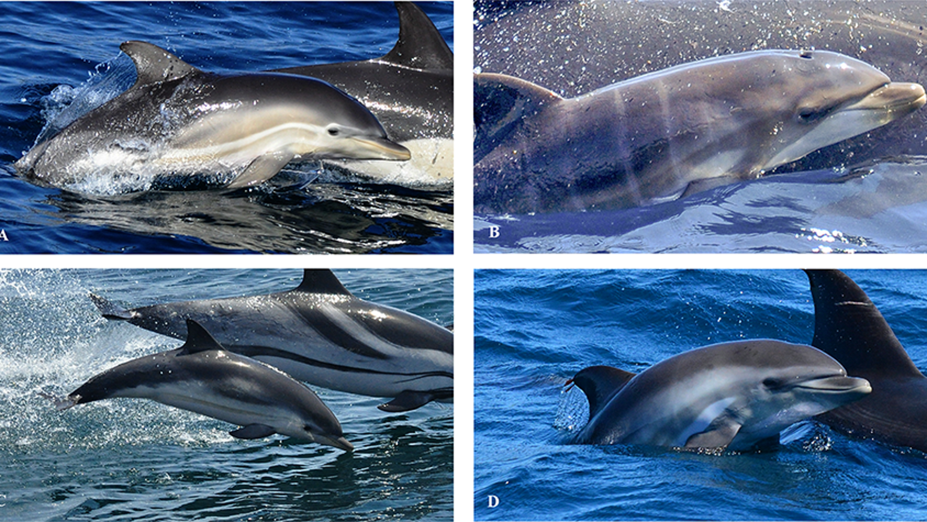 Hallan por primera vez en el mundo un ejemplar de delfin hibrido en alta mar
