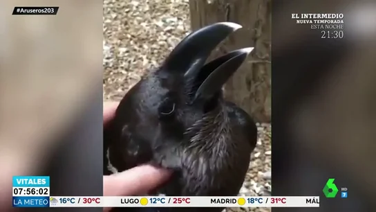 ¿Es un cuervo o es un conejo? La nueva ilusión óptica que revoluciona Internet ¿Es un cuervo o es un conejo? La nueva ilusión óptica que revoluciona Internet
