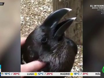 ¿Es un cuervo o es un conejo? La nueva ilusión óptica que revoluciona Internet ¿Es un cuervo o es un conejo? La nueva ilusión óptica que revoluciona Internet