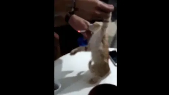 Unos jóvenes difunden un vídeo en el que obligan a fumar a un gato. Unos jóvenes difunden un vídeo en el que obligan a fumar a un gato.