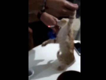 Unos jóvenes difunden un vídeo en el que obligan a fumar a un gato.