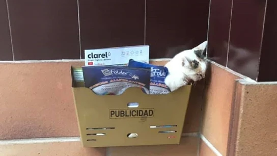 Ari ha sido abandonada tras recibir una brutal patada Ari ha sido abandonada tras recibir una brutal patada