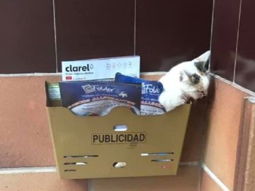 Ari ha sido abandonada tras recibir una brutal patada Ari ha sido abandonada tras recibir una brutal patada
