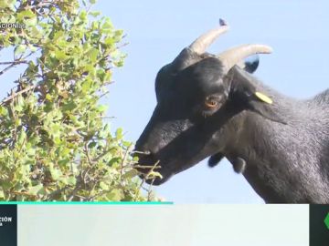 Se alimentan de la vegetación de la finca Se alimentan de la vegetación de la finca