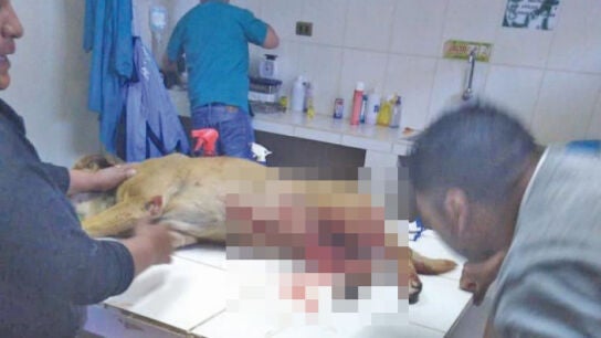 El animal herido, que perdi&oacute; la vida a consecuencia de la hemorragia