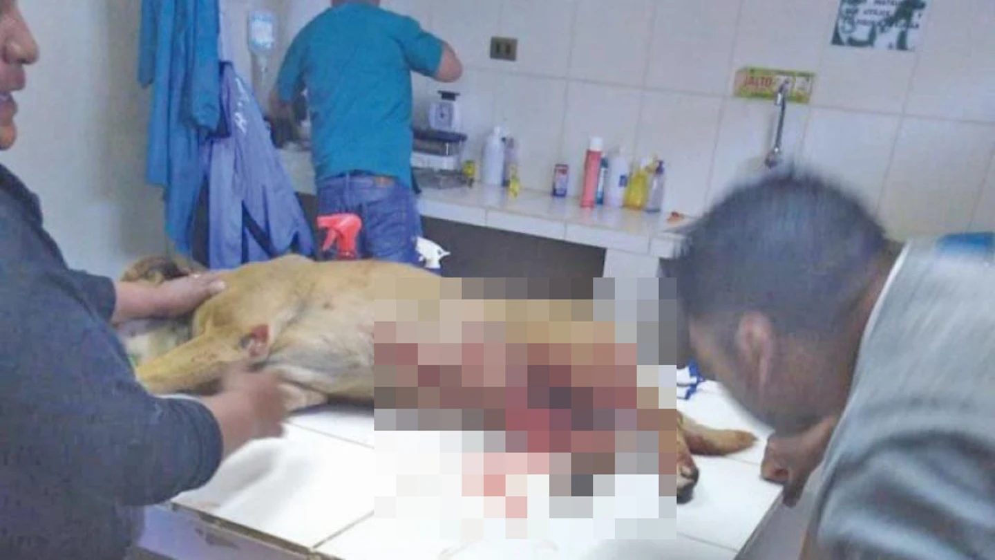 El animal herido, que perdió la vida a consecuencia de la hemorragia El animal herido, que perdió la vida a consecuencia de la hemorragia