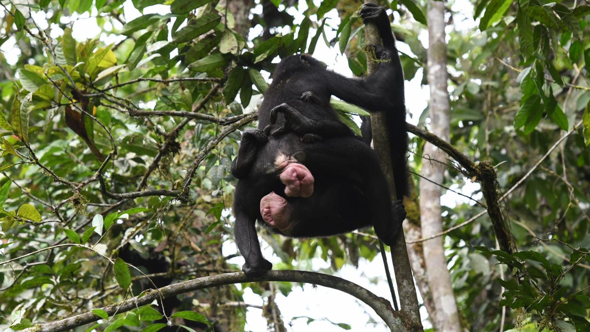 El sexo entre hembras de bonobo refuerza la cooperacion y la amistad