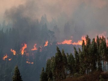 Imagen del incendio forestal en Huelva Imagen del incendio forestal en Huelva