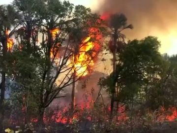 Parte de la Amazonia quemada ya había sido explotada en 2016 Parte de la Amazonia quemada ya había sido explotada en 2016