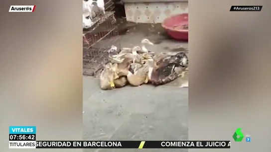 La "inquietante" 'risa' de un pato que ha revolucionado las redes sociales La "inquietante" 'risa' de un pato que ha revolucionado las redes sociales