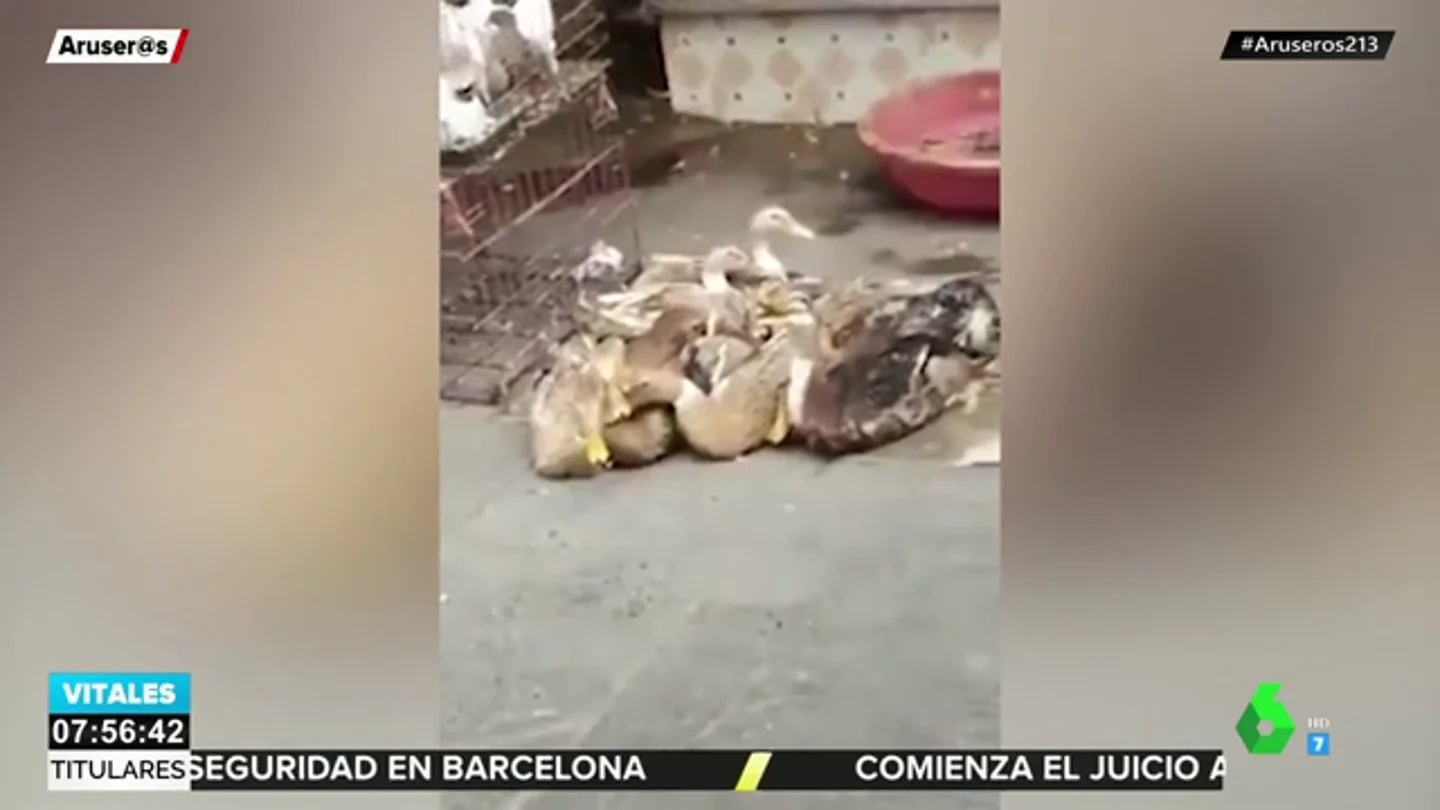 La "inquietante" 'risa' de un pato que ha revolucionado las redes sociales La "inquietante" 'risa' de un pato que ha revolucionado las redes sociales