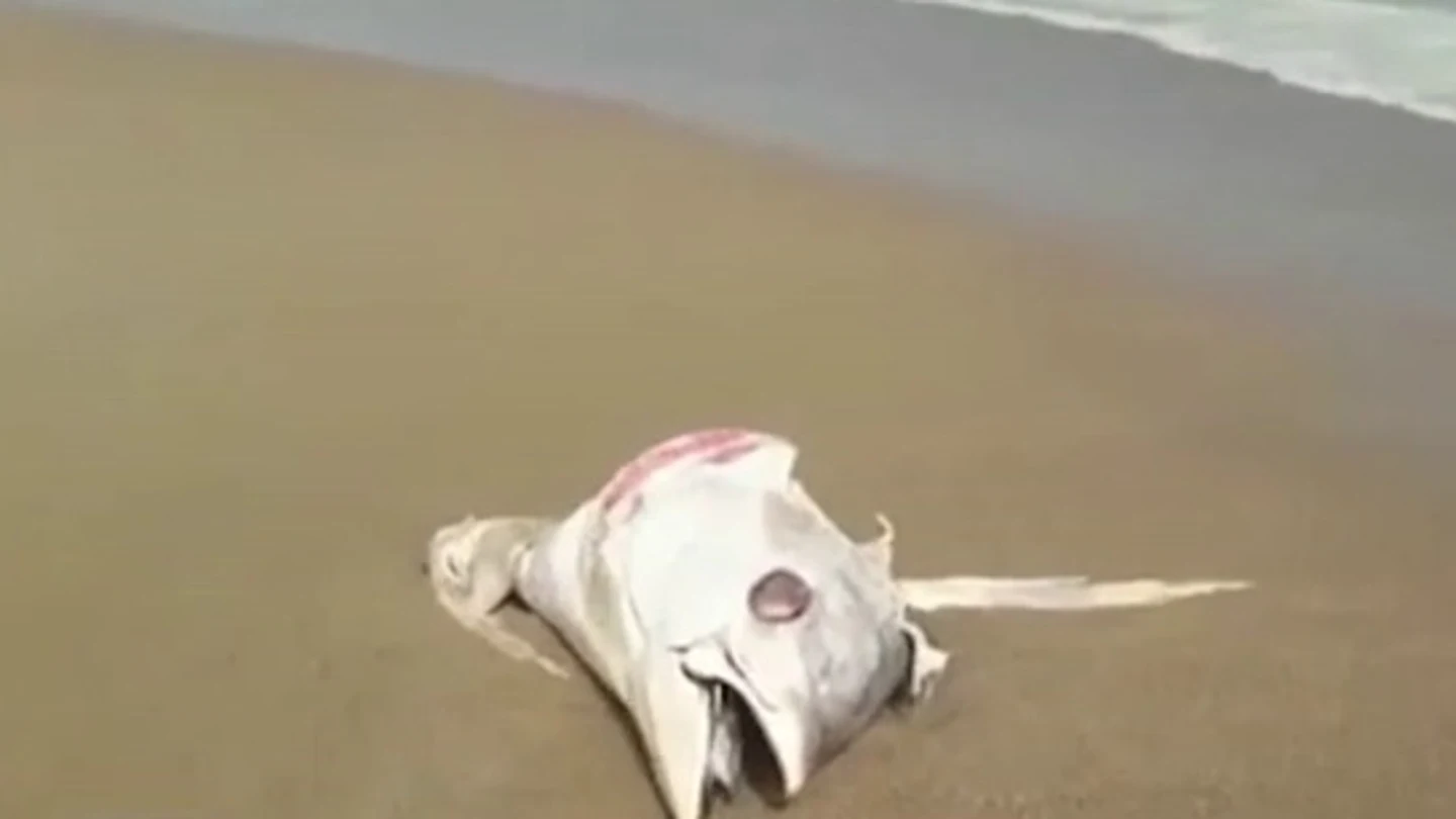 La llegada de atunes muertos a la orilla por el temporal obliga a cerrar las playas de La Manga La llegada de atunes muertos a la orilla por el temporal obliga a cerrar las playas de La Manga