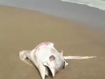 La llegada de atunes muertos a la orilla por el temporal obliga a cerrar las playas de La Manga La llegada de atunes muertos a la orilla por el temporal obliga a cerrar las playas de La Manga