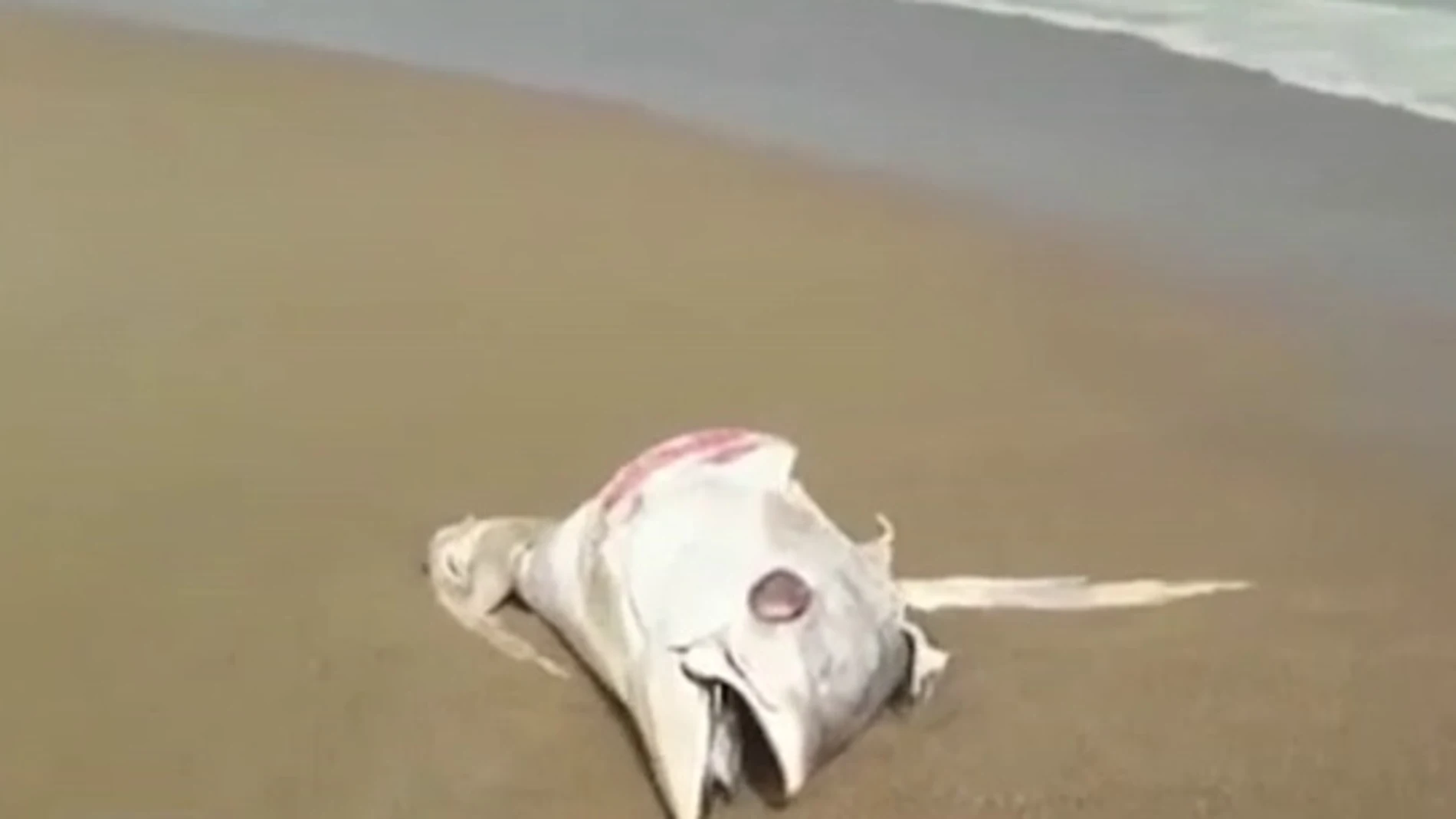 La llegada de atunes muertos a la orilla por el temporal obliga a cerrar las playas de La Manga