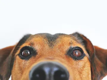 Perro Perro