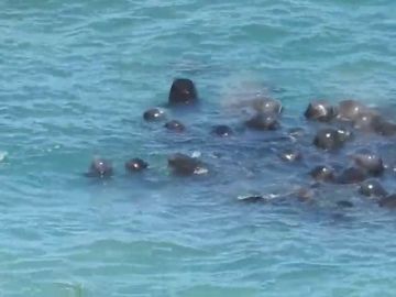 Una cría de delfín herida lucha por reunirse con su manada tras ser capturada por las redes de un pescador Una cría de delfín herida lucha por reunirse con su manada tras ser capturada por las redes de un pescador