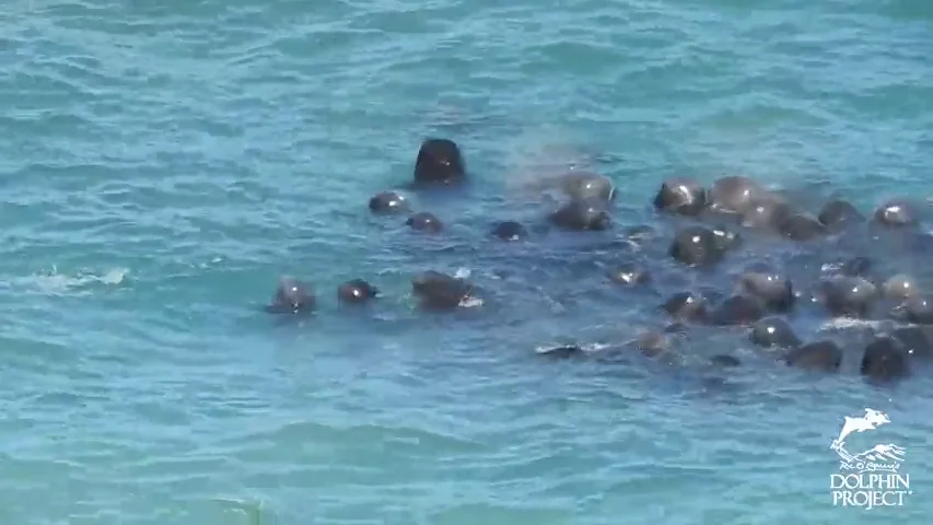 Una cría de delfín herida lucha por reunirse con su manada tras ser capturada por las redes de un pescador