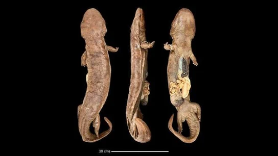 Salamandra Andrias sligoi, el anfibio más grande del mundo Salamandra Andrias sligoi, el anfibio más grande del mundo