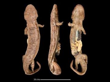 Salamandra Andrias sligoi, el anfibio más grande del mundo Salamandra Andrias sligoi, el anfibio más grande del mundo