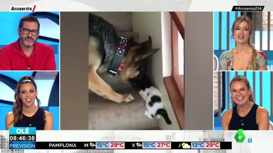 El tierno gesto de un perro que ayuda a un cachorro de gato a subir las escaleras El tierno gesto de un perro que ayuda a un cachorro de gato a subir las escaleras