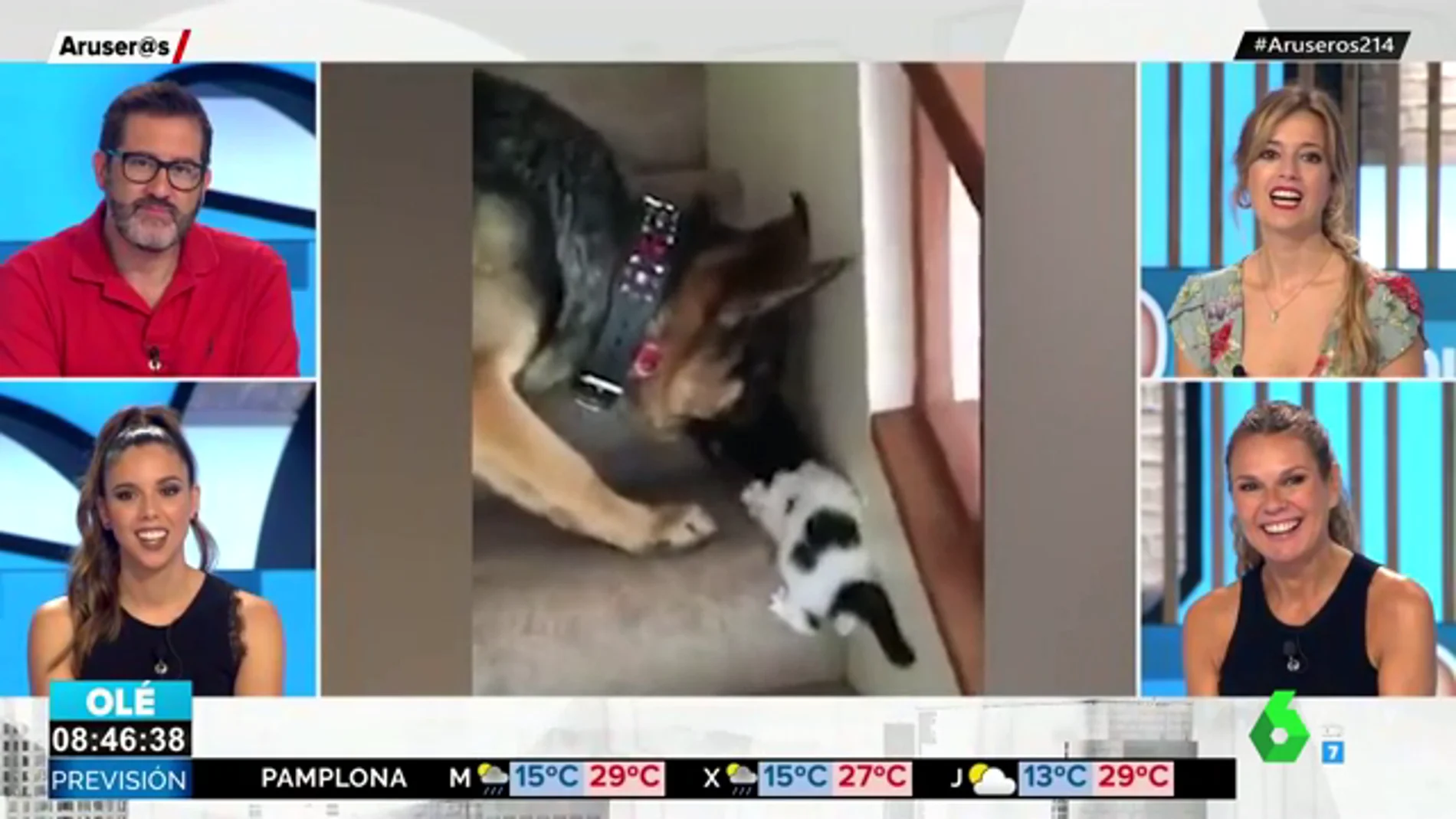 El tierno gesto de un perro que ayuda a un cachorro de gato a subir las escaleras