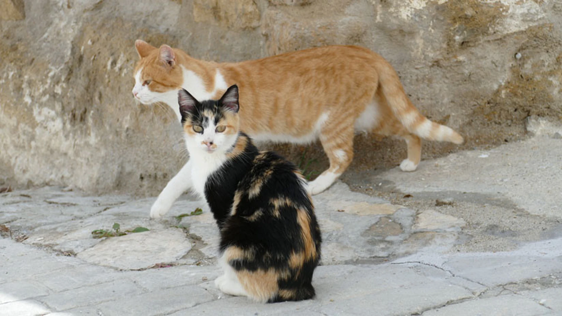 Imagen de archivo de gatos