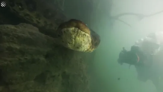 El encuentro de dos buceadores con una anaconda El encuentro de dos buceadores con una anaconda