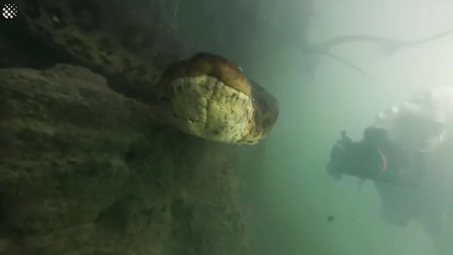 El encuentro de dos buceadores con una anaconda El encuentro de dos buceadores con una anaconda